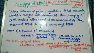 Charging of tRNA aminoacyl tRNA synthetase [upl. by Anatola]