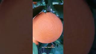 Portakal Reçeli Yaptık 🍊asmr shorts [upl. by Ezarras]