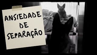 COMO LIDAR COM ANSIEDADE DE SEPARAÇÃO EM PASTORES ALEMÃES [upl. by Emmanuel]