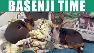 Basenji Time [upl. by Elletnahc422]