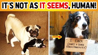 The Most Hilarious Dog Shaming Photos Ever 🐶😂 [upl. by Etienne]