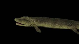 Tiktaalik Roseae FREE Maya Rig [upl. by Angi]