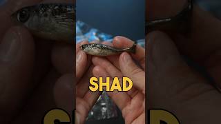 Fishing Incredibly Realistic Handmade Baits from Slovakia 🇸🇰 fishing [upl. by Adnilam]