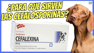 💝 ¿PARA QUE SIRVEN LAS CEFALOSPORINAS CEFALEXINA EN PERROS 💝 [upl. by Emeric143]