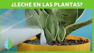 4 USOS de la LECHE para las PLANTAS 🌿🥛 Beneficios y Cómo Usarla [upl. by Atikam]