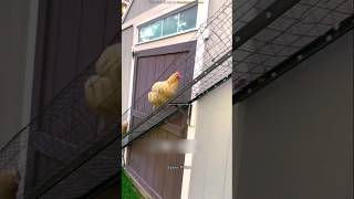 Chicken got his safest home  shortvideo facts [upl. by Killen313]