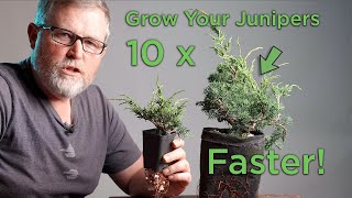 Bonsaify  How to 10x Your Juniper Growth When You Feel the Need to Speed [upl. by Llewon27]