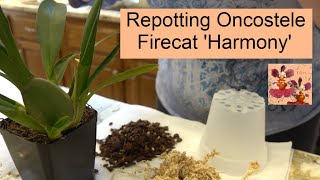 Repotting Oncostele Firecat Harmony  Orchid Repot from Sphagnum for LARGE New Growth this Season [upl. by Ernestus231]