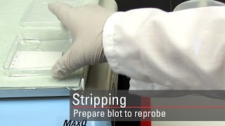 Strip the Western blot and reprobe it for another target protein [upl. by Airemahs122]