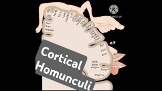 Cortical Homuculi at HQ [upl. by Ilac]