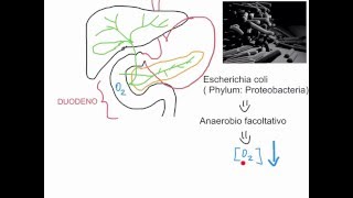 CORSO DI MICROBIOLOGIA ALIMENTARE  LEZIONE 7  COME I BATTERI COLONIZZANO IL TRATTO ALIMENTARE [upl. by Ulphia]