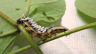 Capital Naturalist Catalpa Sphinx Moth Caterpillar with Braconid Wasp Emerging [upl. by Fayre]