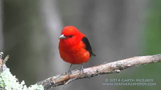 Scarlet Tanager in Maine [upl. by Akeimahs]