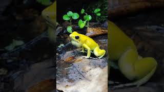 Phyllobates terribilis calling loud [upl. by Angela]