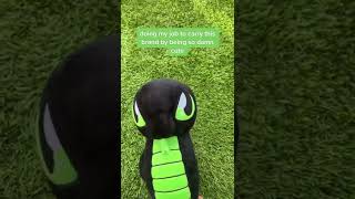 Life as Sneki Snek can be hard sometimes 😮‍💨 [upl. by Marley]