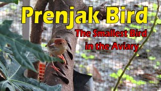 AmazingThe smallest bird in the aviary is the prenjak  Saturday November 23 2024 [upl. by Namas]