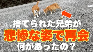 6年前に子猫で捨てられ別々に育った2匹！哀れな姿に悲哀と感動の再会 [upl. by Funch]