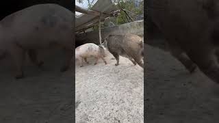 shorts pig wildboar minipig piggy pigs piglife minipigs piglove cutepig piglet [upl. by Husein]