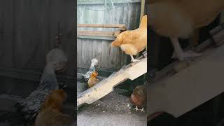 Its definitely molting season molting chickensofyoutube backyardflock [upl. by Aidyn476]