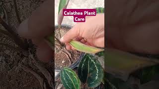 Calathea Plant Care calathea calatheaplant tropical plants shorts [upl. by Anaitsirk]