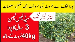 Seedless Lemon farming in Pakistan لیموں کاباغ مکمل معلومات [upl. by Downs]