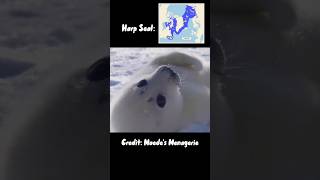 Cute seal video No 2 🦭 shorts [upl. by Attem703]