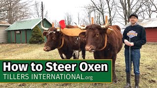 Oxen Basics How to Steer Oxen [upl. by Llennoc108]