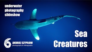 Underwater photography slideshow quotSea Сreaturesquot by Andriej Szypilow  Red Sea Secrets in 4K [upl. by Dupre]