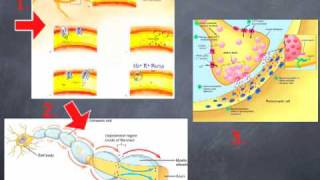 Orofacial Neuropathic Pain Mechanisms [upl. by Louise]