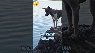 Gagawa nalang kita Ng iyong masasakyan sealife doglover shortvideo [upl. by Willow]