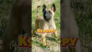 ❌❌❌Puppy training k9 dog puppy k9trainer belgiummalinois germanshepherd malinois [upl. by Tedman]