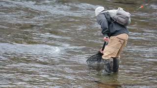 Now Steelhead fishing start  November 02 at Salmon River PulaskiNY  Pulaski Town Pool [upl. by Orel]