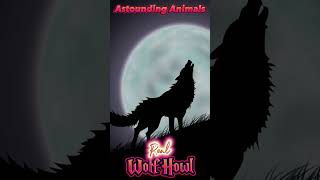 🐺 Wolf Howling Perfect Sound of a Real Wolf Howl  Wolf Call [upl. by Ezzo]