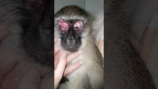 Zoogoer the blind adult Vervet monkey rescued after 3 days on a church roof [upl. by Stander]