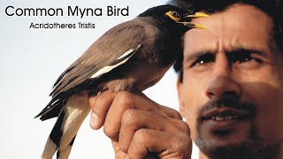 Common Myna Bird Indian Myna Az information [upl. by Yreme]