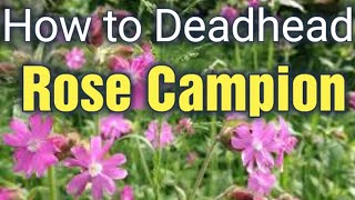 How to Grow and Deadhead Silene Lychnis Coronaria  Rose Campion  Gardening for Beginners [upl. by Nolos419]