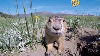 GoPro at a Prairie Dog Burrow [upl. by Kincaid518]