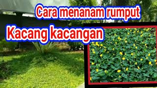 cara menanam rumput arachis pintoi  kacang kacangan dan kelebihannya [upl. by Delaney6]