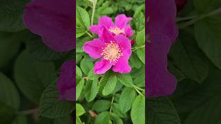 나무 해당화 꽃과 열매 Rosa rugosa 🌺 [upl. by Favian759]