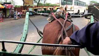 Horsedrawn carriage ride through Agra city [upl. by Rustie921]