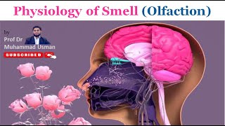 Physiology of Smell Olfaction  Olfactory Cells  Olfactory Pathway  Olfactory Cortex [upl. by Cand]