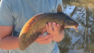 Beautiful Catfish Wimmera River Fishing [upl. by Ynna]