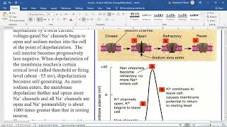 physiology of excitable tissues [upl. by Vaden198]