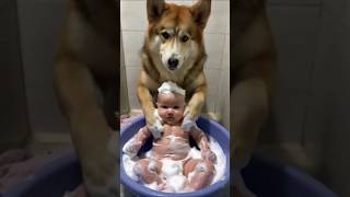 Best baby sitter ever 😍 😂 babyanddog adorablebabymoments babyshorts viral shorts [upl. by Lah5]