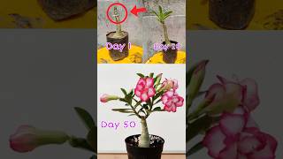 adenium multi grafting adenium adeniumgrafting gardening plants [upl. by Ginnifer]