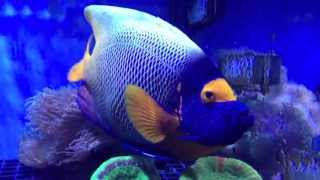 Blueface Angelfish at Maidenhead Aquatics  Windsor [upl. by Osber]