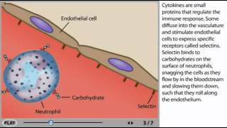 Inflammation Animation  Inflammatory response [upl. by Hooker]