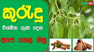 Kurudu  Cinnamomum Zeylanicum sinhala  Story Eka [upl. by Curhan36]