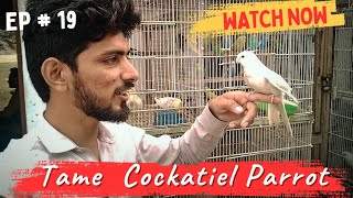 Ep  19  Full Tame Cockatiel Parrot khreed liya •🐦🐦 [upl. by Llenrad]