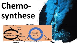 Chemosynthese  Energiegewinnung ohne Licht Biologie Oberstufe [upl. by Casar367]